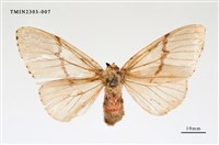 藏品(木毒蛾)的圖片